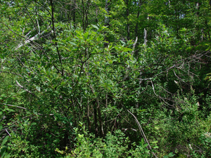 Photo By: Stephen M. Young. Photo taken: Clinton County, NY on 26 July 2006